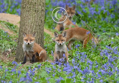 Red Fox Cubs 8 DM0269